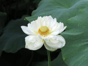 2026-7-10green_hasu5.jpg
