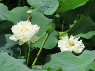 2026-7-10green_hasu9.jpg