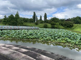 2026-7-9green_hasu4.jpg