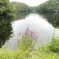 鯉ヶ窪湿生植物群落（新見市）国指定天然記念物