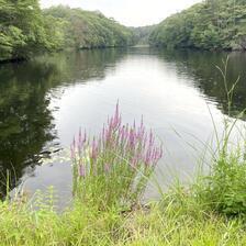 鯉ヶ窪湿生植物群落（新見市）国指定天然記念物