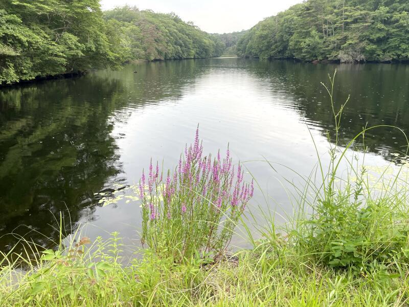鯉ヶ窪湿生植物群落（新見市）国指定天然記念物