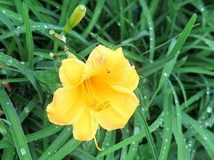 2026-9-27green_hana17.jpg