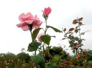 IMG_7865.jpg
