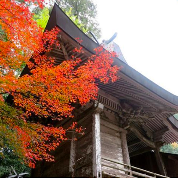 天石門別神社の紅葉