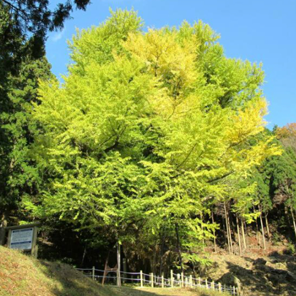 菩提寺のモミジと大イチョウの紅葉