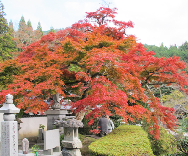 善應寺　傘大モミジ