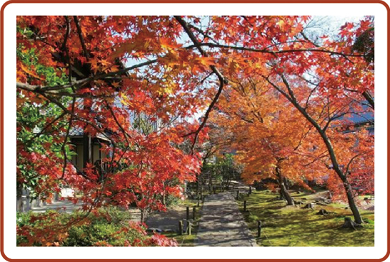 大雄寺の紅葉