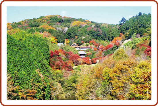 夢中山幻住寺の紅葉