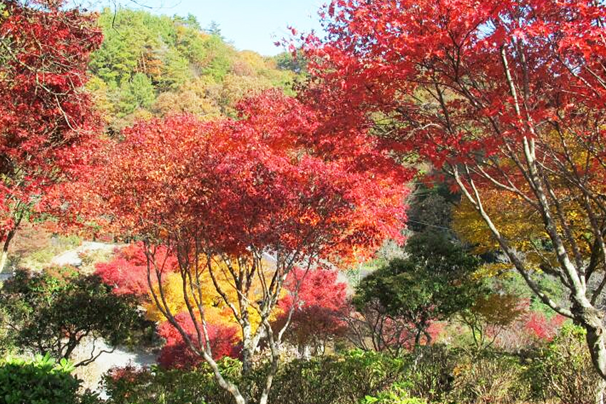 美咲花山公園の紅葉