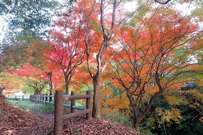 弥生住居址群の紅葉