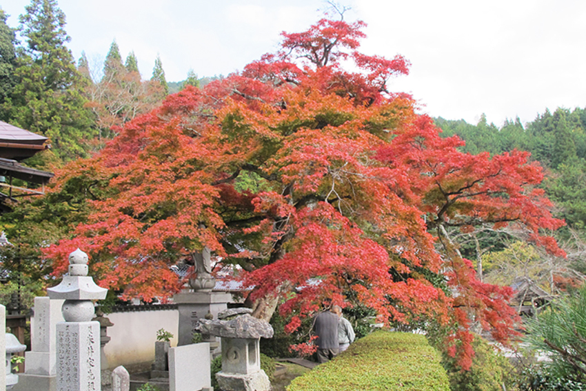 善應寺の傘モミジ