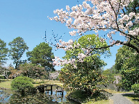 津山さくらまつりイベント